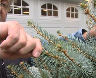 Hand pulling Christmas tree needles