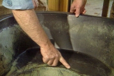examining the leaky fishpond liner
