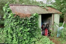 viewing the original garden shed before demolition