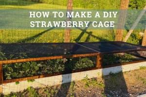 Maximize Your Yield with DIY Netting for Strawberry Beds