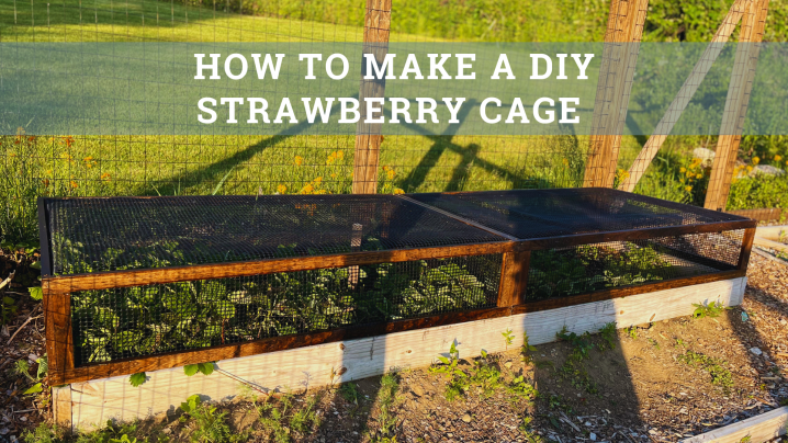 Maximize Your Yield with DIY Netting for Strawberry Beds