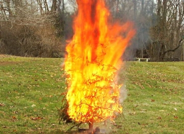burning Christmas tree