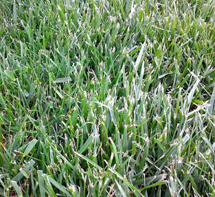 shredded grass