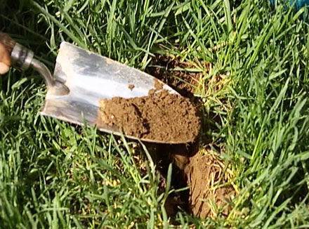 Scoop of soil for soil testing 