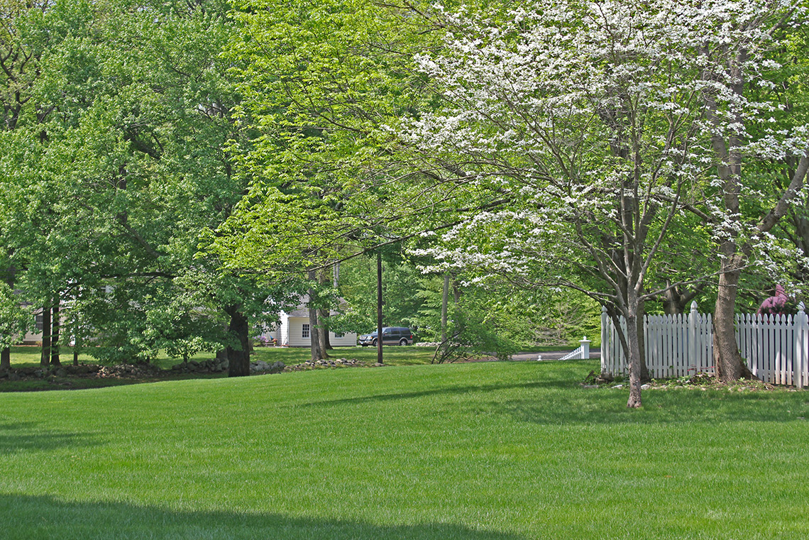 Green lawn during Spring 