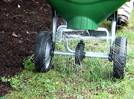 Spreading lawn fertilizer 